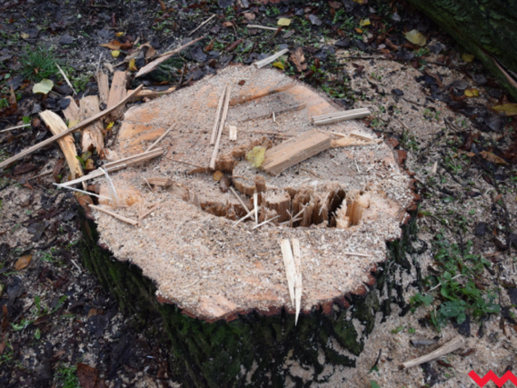 Warczą piły we Wrześni. Wycięto w pień fragment parku Hrabiny na tyłach WOK-u