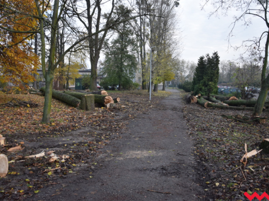 Warczą piły we Wrześni. Wycięto w pień fragment parku Hrabiny na tyłach WOK-u