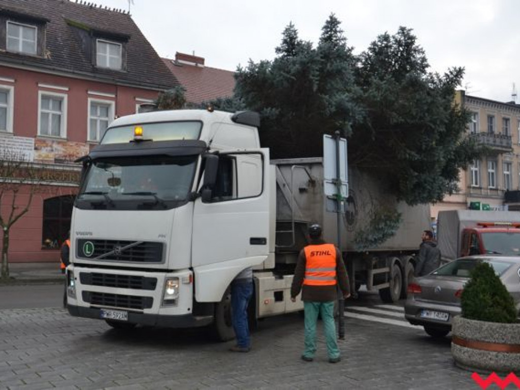 Wielka, żywa choinka stoi już na rynku i czeka na zapalenie świateł. Jak Wam się podoba?