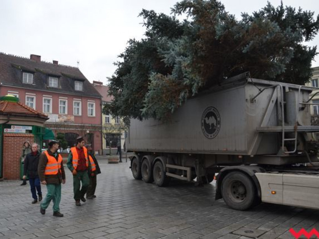 Wielka, żywa choinka stoi już na rynku i czeka na zapalenie świateł. Jak Wam się podoba?