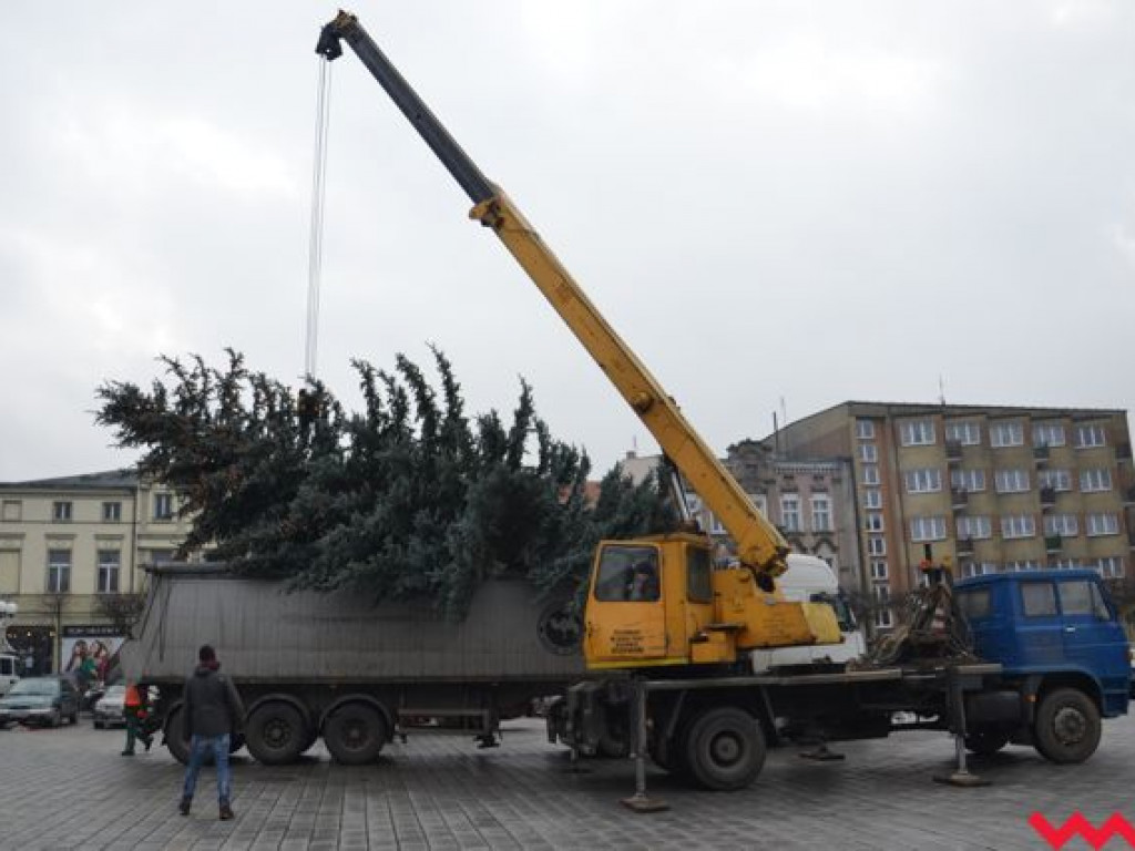 Wielka, żywa choinka stoi już na rynku i czeka na zapalenie świateł. Jak Wam się podoba?