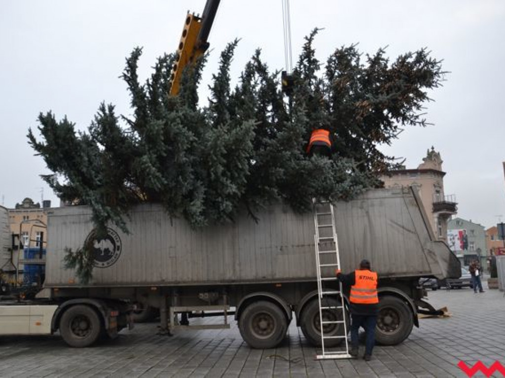 Wielka, żywa choinka stoi już na rynku i czeka na zapalenie świateł. Jak Wam się podoba?