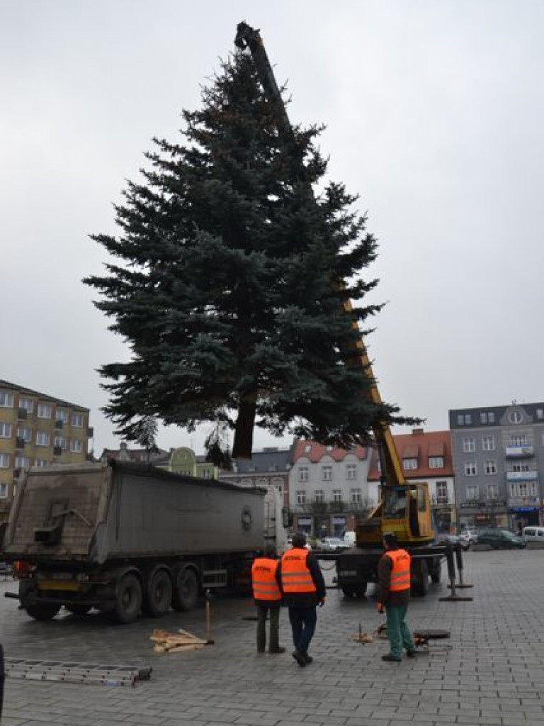 Wielka, żywa choinka stoi już na rynku i czeka na zapalenie świateł. Jak Wam się podoba?