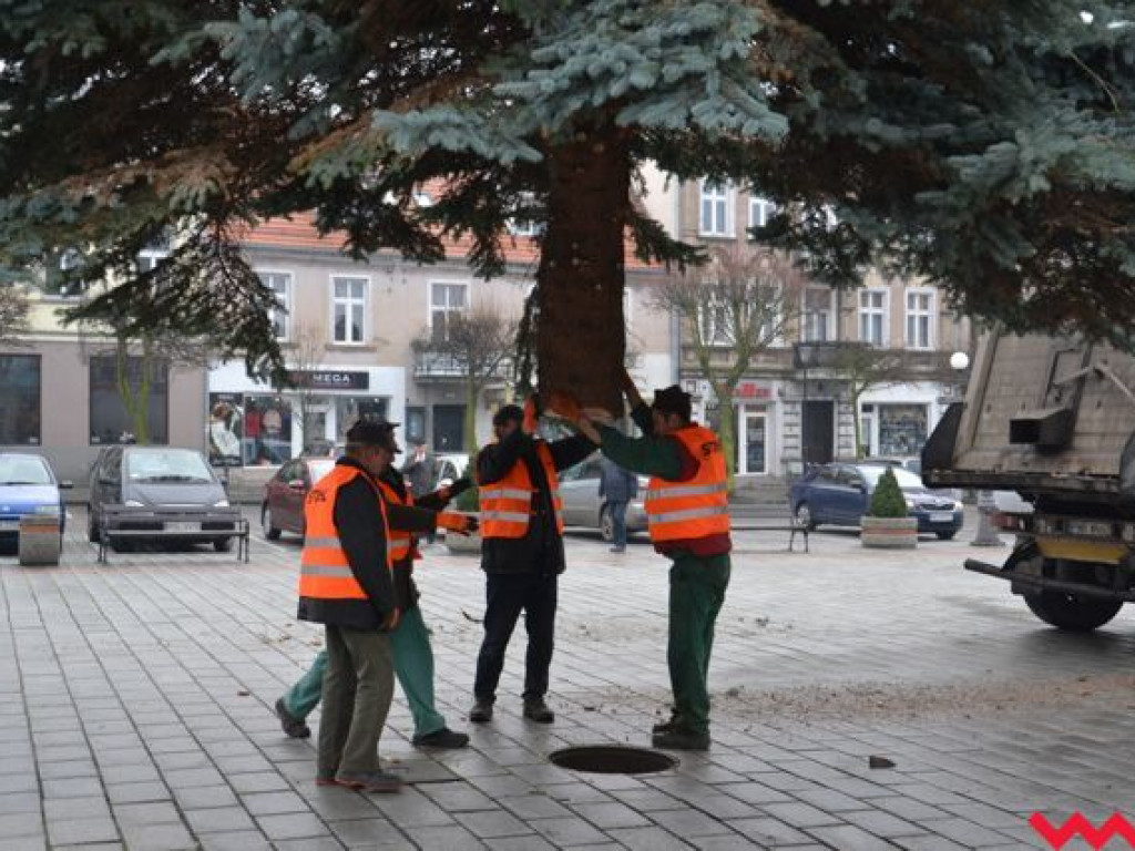 Wielka, żywa choinka stoi już na rynku i czeka na zapalenie świateł. Jak Wam się podoba?