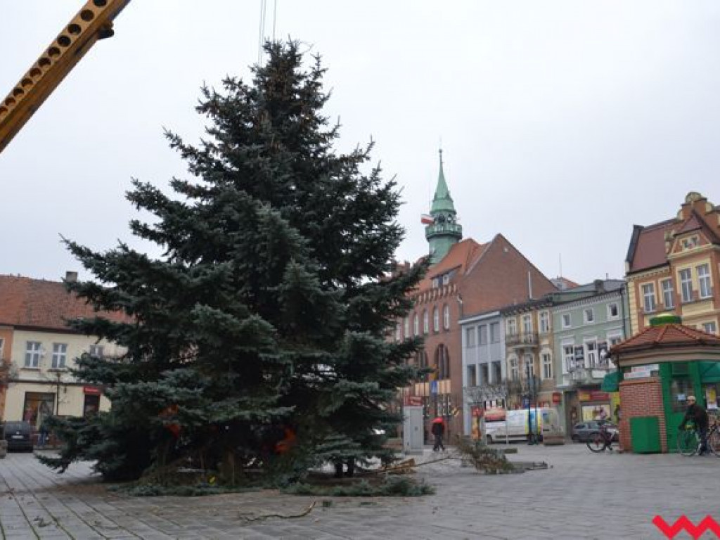Wielka, żywa choinka stoi już na rynku i czeka na zapalenie świateł. Jak Wam się podoba?