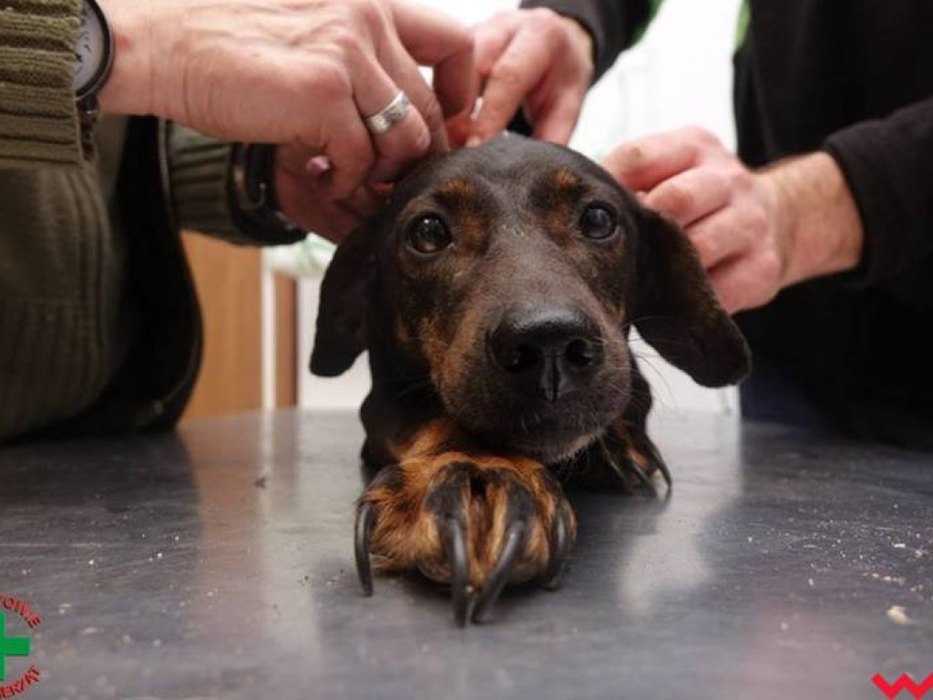 Koszmar zwierząt w „hotelu dla psów” w Zapowiedni (gmina Pyzdry)