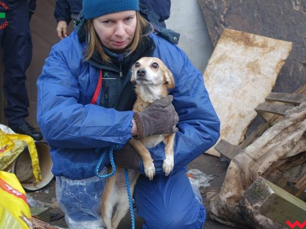 Koszmar zwierząt w „hotelu dla psów” w Zapowiedni (gmina Pyzdry)