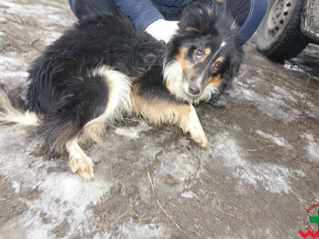 Koszmar zwierząt w „hotelu dla psów” w Zapowiedni (gmina Pyzdry)