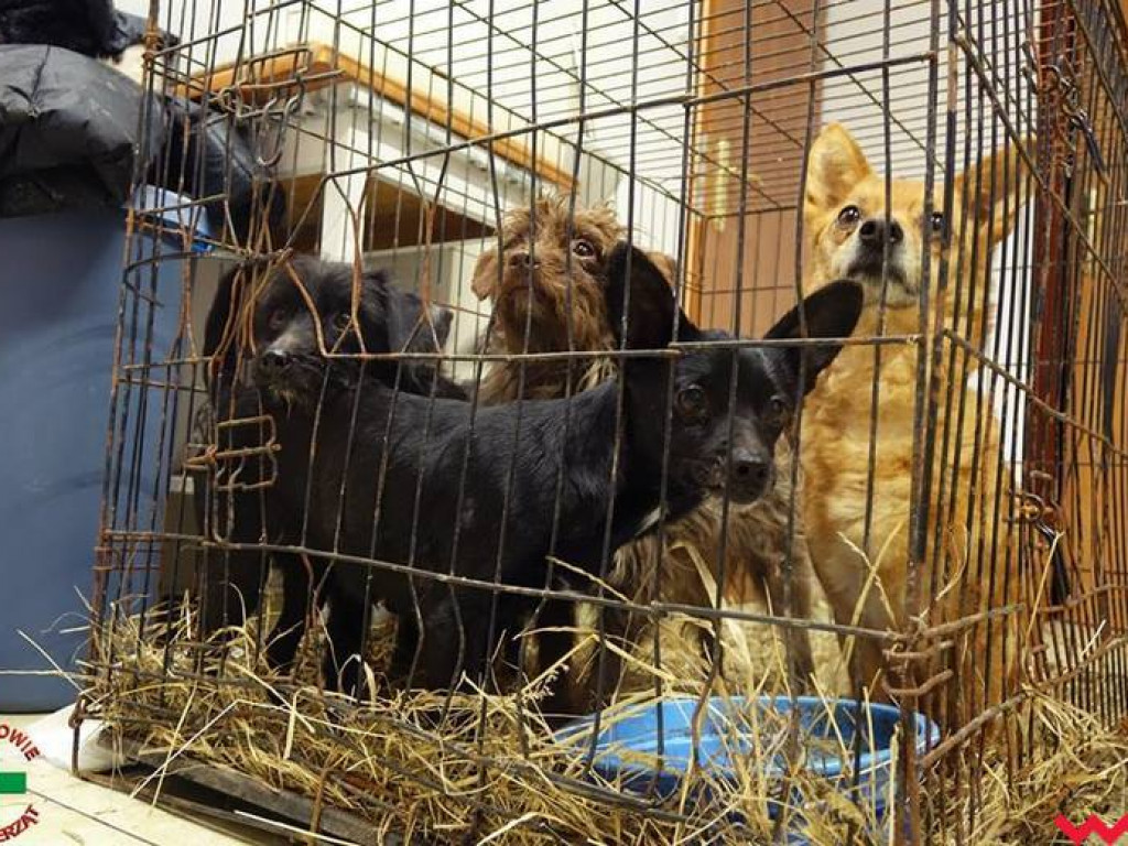 Koszmar zwierząt w „hotelu dla psów” w Zapowiedni (gmina Pyzdry)