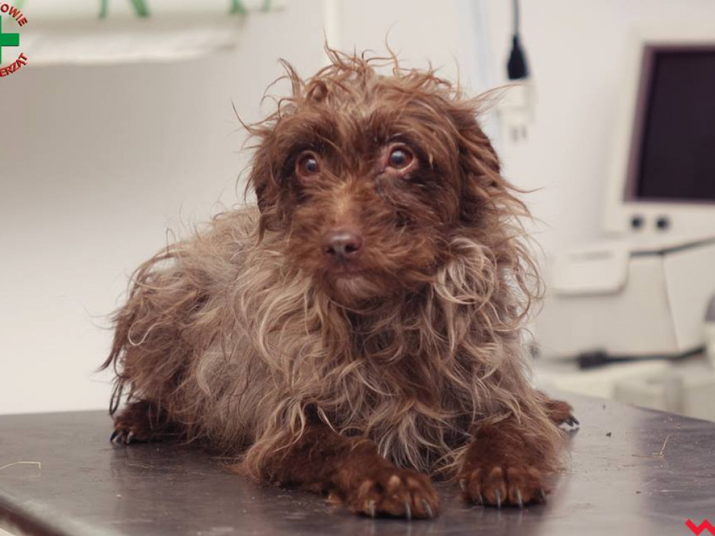 Koszmar zwierząt w „hotelu dla psów” w Zapowiedni (gmina Pyzdry)