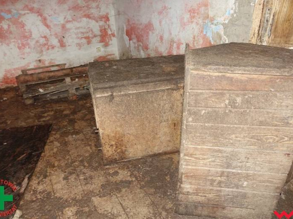 Koszmar zwierząt w „hotelu dla psów” w Zapowiedni (gmina Pyzdry)