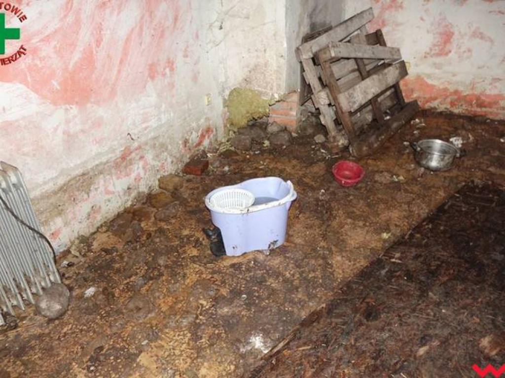 Koszmar zwierząt w „hotelu dla psów” w Zapowiedni (gmina Pyzdry)