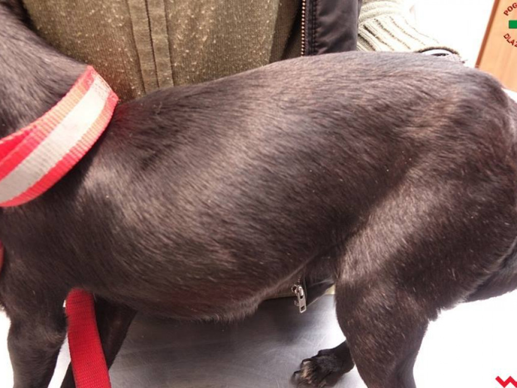 Koszmar zwierząt w „hotelu dla psów” w Zapowiedni (gmina Pyzdry)