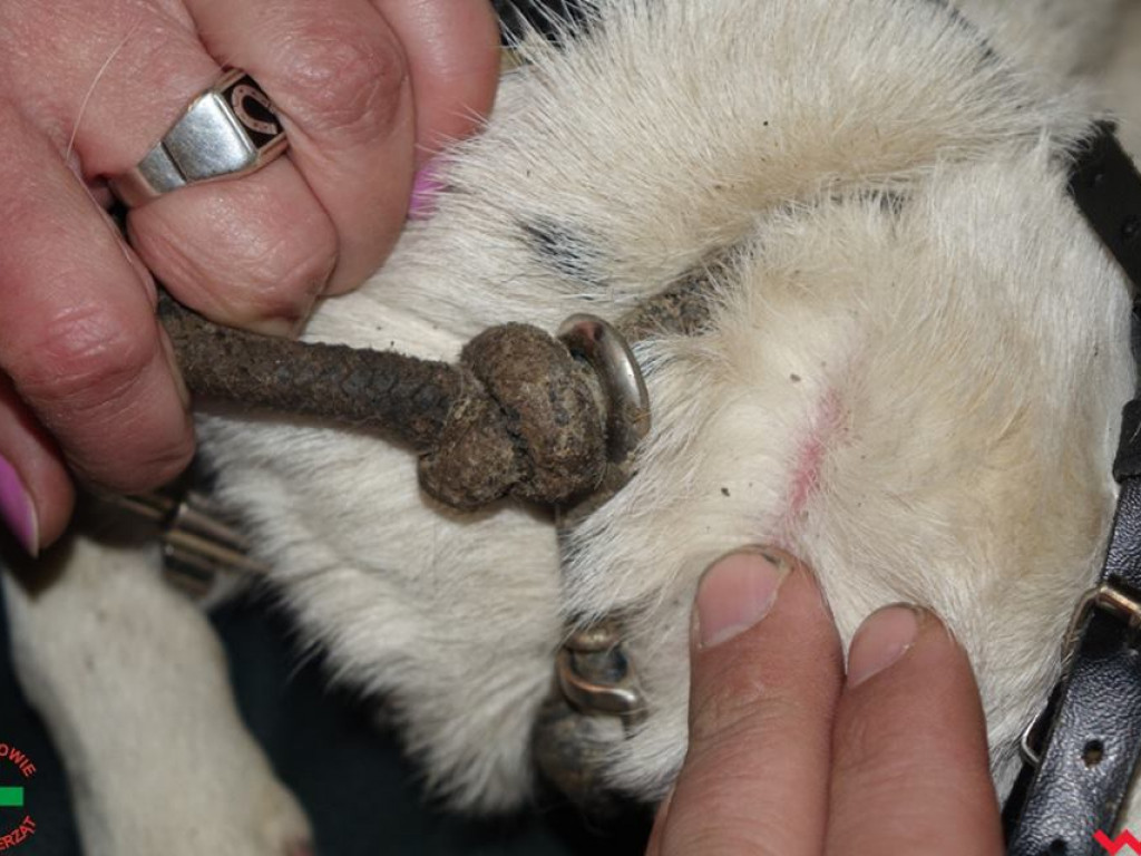 Koszmar zwierząt w „hotelu dla psów” w Zapowiedni (gmina Pyzdry)