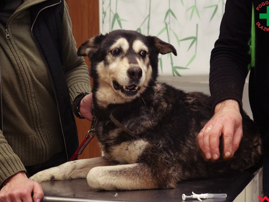 Koszmar zwierząt w „hotelu dla psów” w Zapowiedni (gmina Pyzdry)