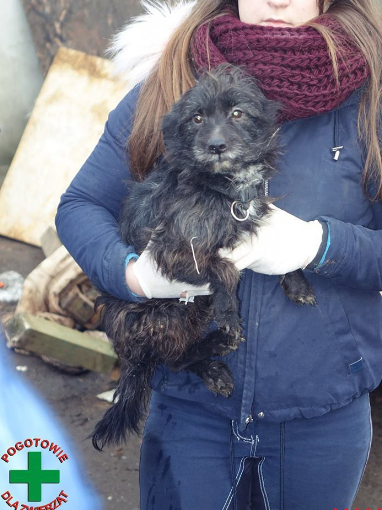 Koszmar zwierząt w „hotelu dla psów” w Zapowiedni (gmina Pyzdry)