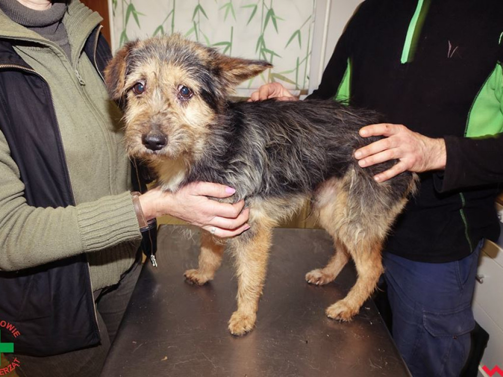 Koszmar zwierząt w „hotelu dla psów” w Zapowiedni (gmina Pyzdry)