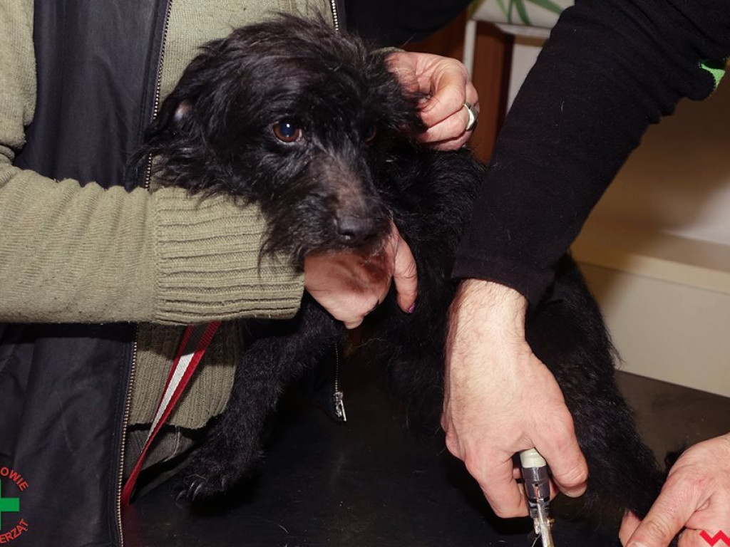 Koszmar zwierząt w „hotelu dla psów” w Zapowiedni (gmina Pyzdry)