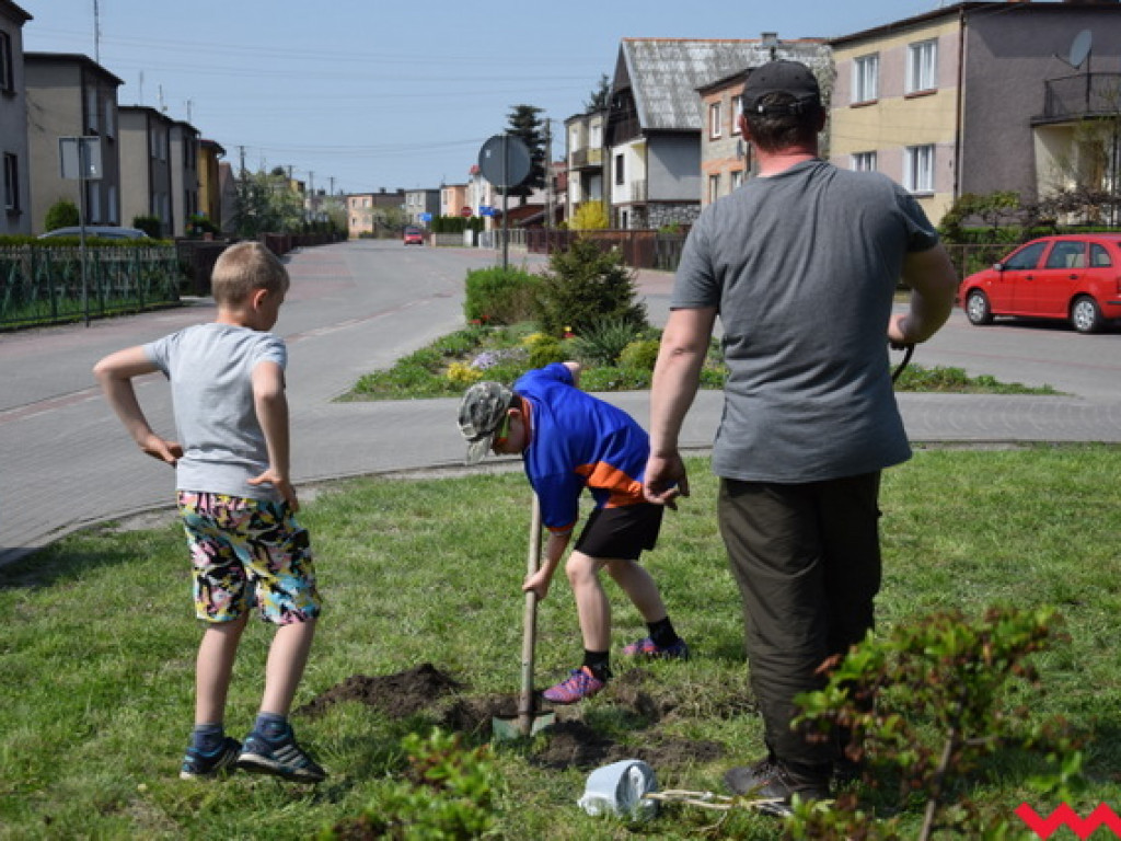 Mieszkańcy posadzili ponad setkę nowych drzewek na ulicach Orzechowa