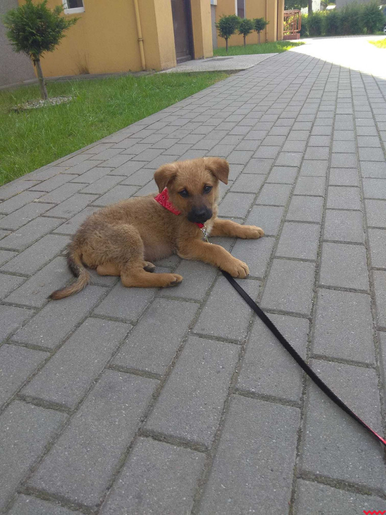 Pięć szczeniaków porzuconych w lesie razem z matką. Szukamy dla nich domu! AKTUALIZACJA