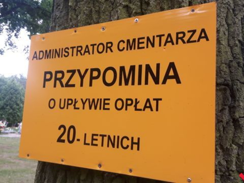 Drzewa na cmentarzu we Wrześni są okaleczone śrubami