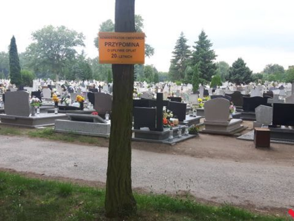 Drzewa na cmentarzu we Wrześni są okaleczone śrubami