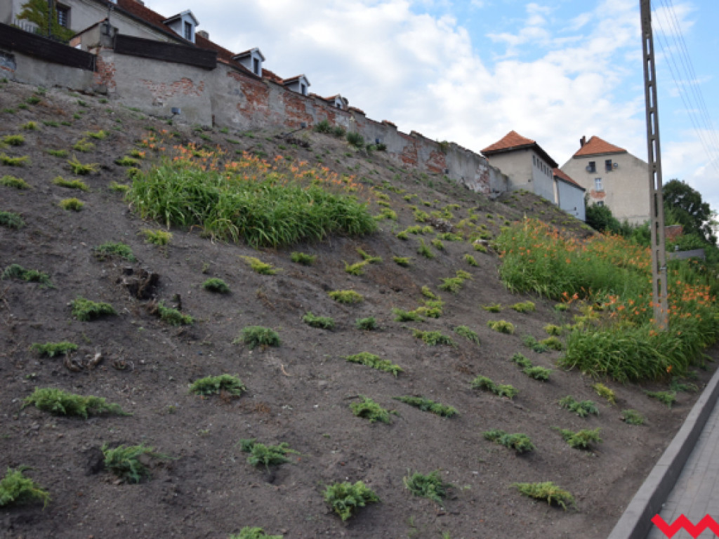 Winnica, rewitalizacja parkoszki i wiatraka holenderskiego. Pyzdry zmienią się nad Wartą