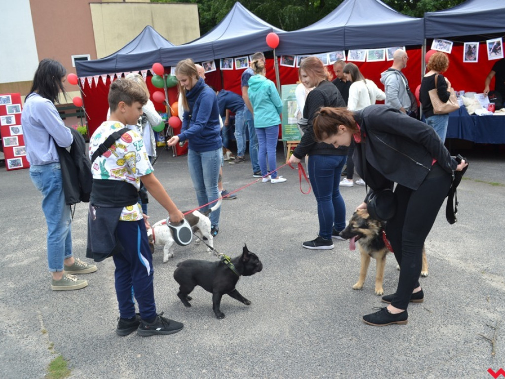 Rozszczekany piknik w parku. Stowarzyszenie Psi-Jaciel świętowało drugie urodziny