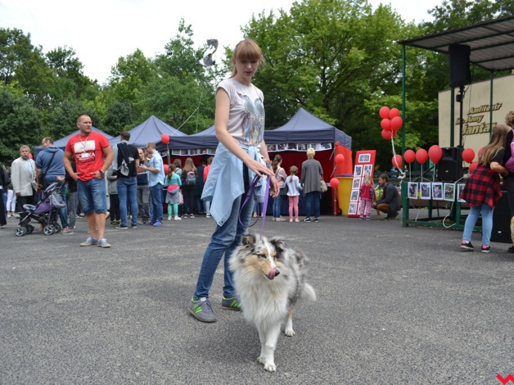 Rozszczekany piknik w parku. Stowarzyszenie Psi-Jaciel świętowało drugie urodziny