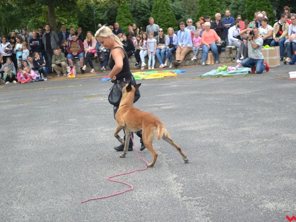 Rozszczekany piknik w parku. Stowarzyszenie Psi-Jaciel świętowało drugie urodziny