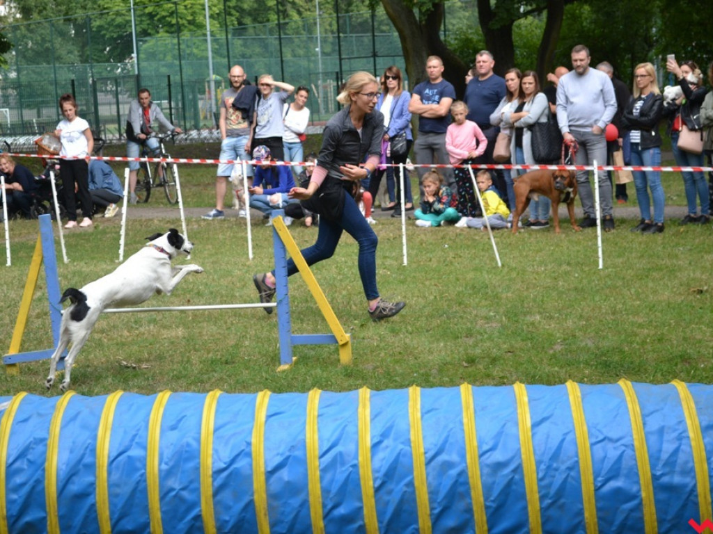 Rozszczekany piknik w parku. Stowarzyszenie Psi-Jaciel świętowało drugie urodziny
