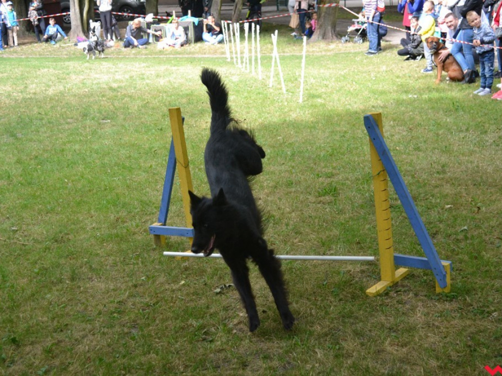 Rozszczekany piknik w parku. Stowarzyszenie Psi-Jaciel świętowało drugie urodziny