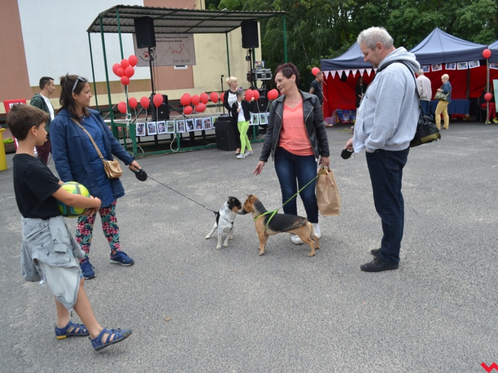 Rozszczekany piknik w parku. Stowarzyszenie Psi-Jaciel świętowało drugie urodziny
