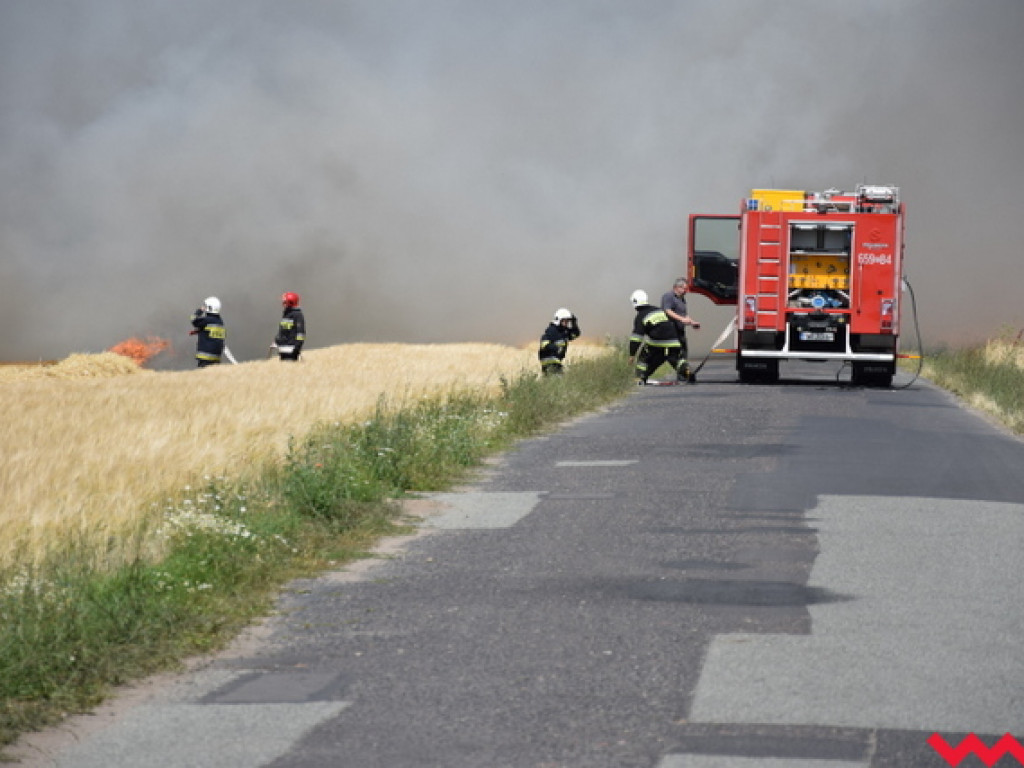 Przypadek czy podpalenie? Wielki pożar zboża na polu Agropolu w Kawęczynie