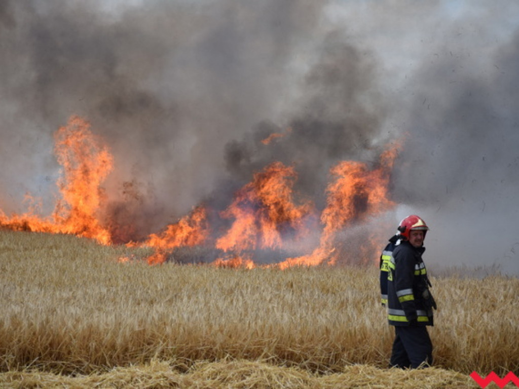 Przypadek czy podpalenie? Wielki pożar zboża na polu Agropolu w Kawęczynie