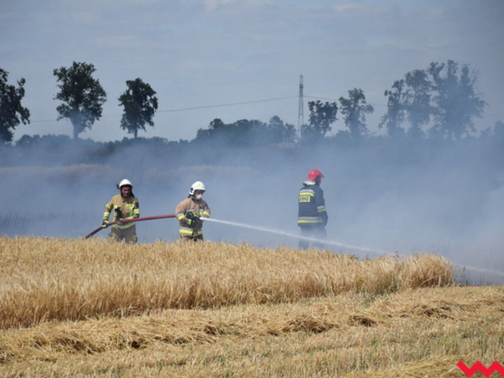 Przypadek czy podpalenie? Wielki pożar zboża na polu Agropolu w Kawęczynie
