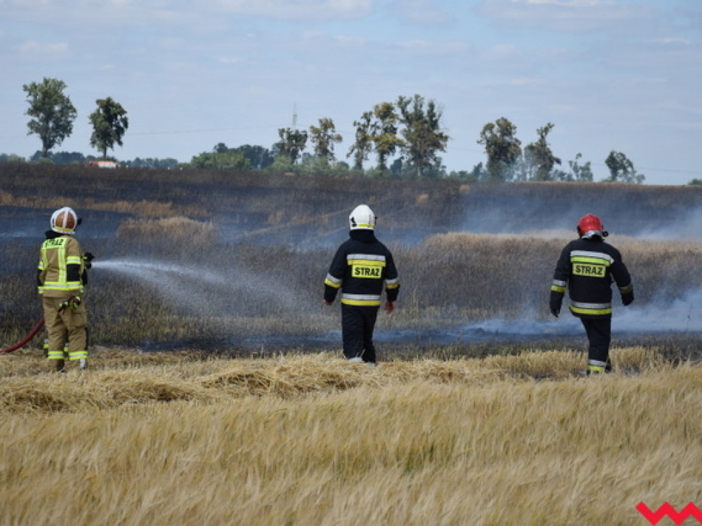 Przypadek czy podpalenie? Wielki pożar zboża na polu Agropolu w Kawęczynie