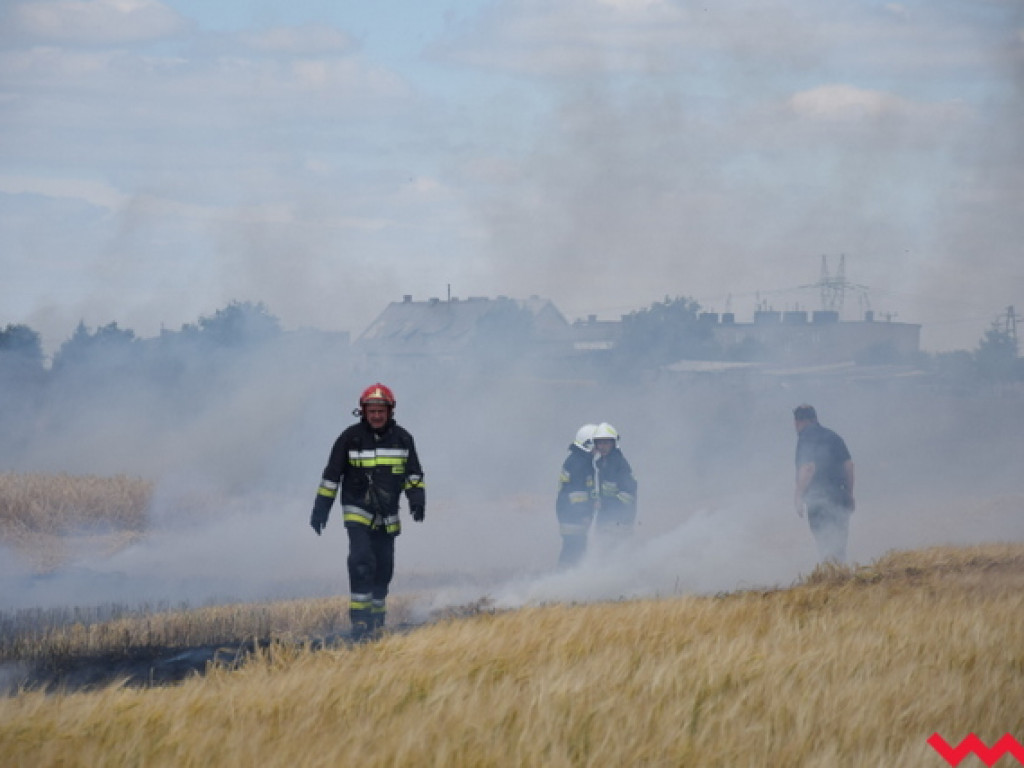 Przypadek czy podpalenie? Wielki pożar zboża na polu Agropolu w Kawęczynie