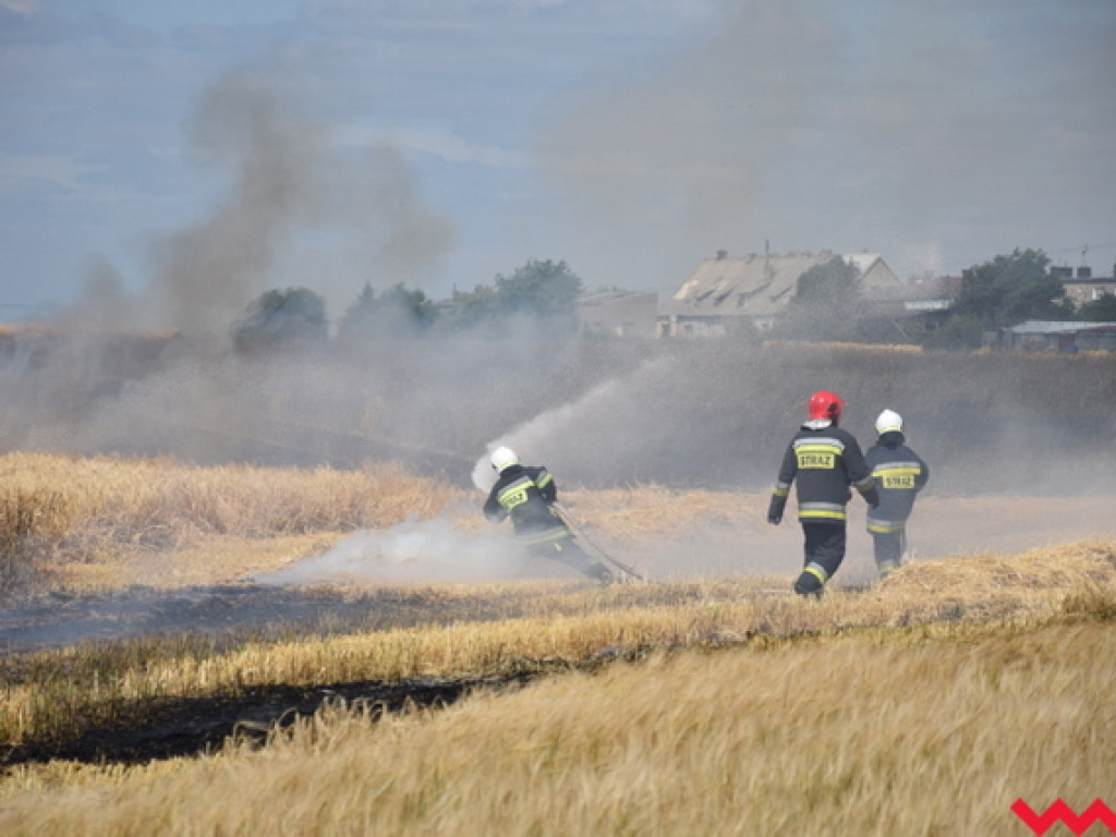 Przypadek czy podpalenie? Wielki pożar zboża na polu Agropolu w Kawęczynie