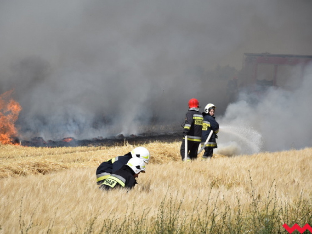 Przypadek czy podpalenie? Wielki pożar zboża na polu Agropolu w Kawęczynie