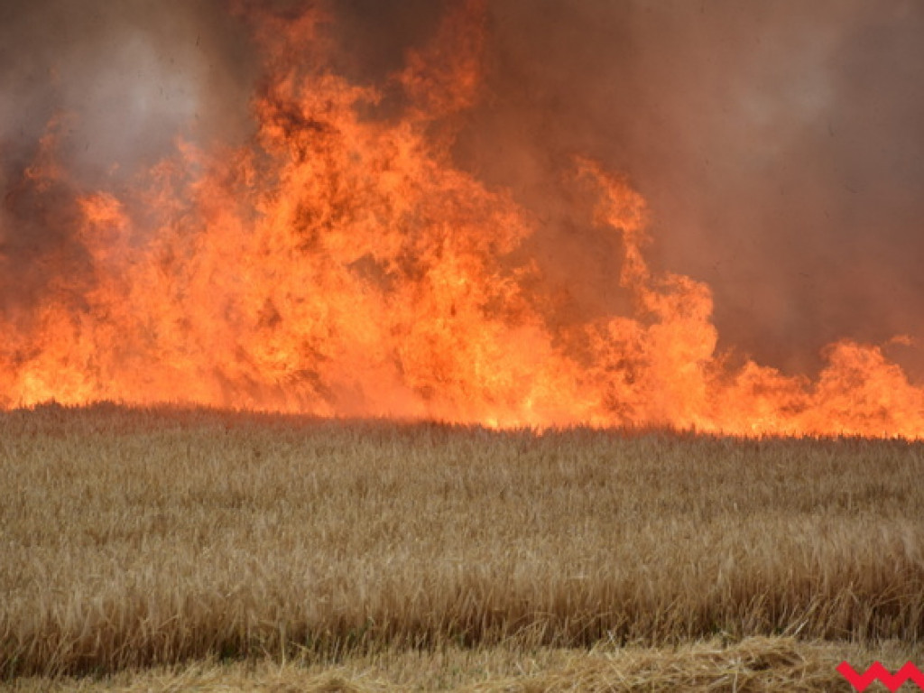 Przypadek czy podpalenie? Wielki pożar zboża na polu Agropolu w Kawęczynie