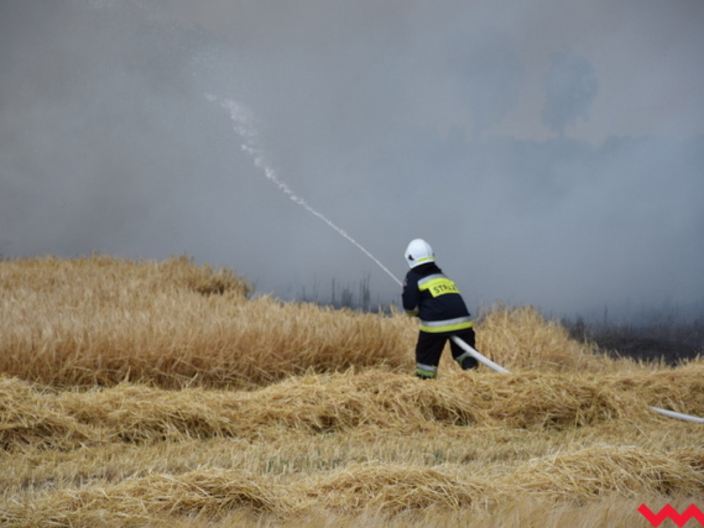 Przypadek czy podpalenie? Wielki pożar zboża na polu Agropolu w Kawęczynie