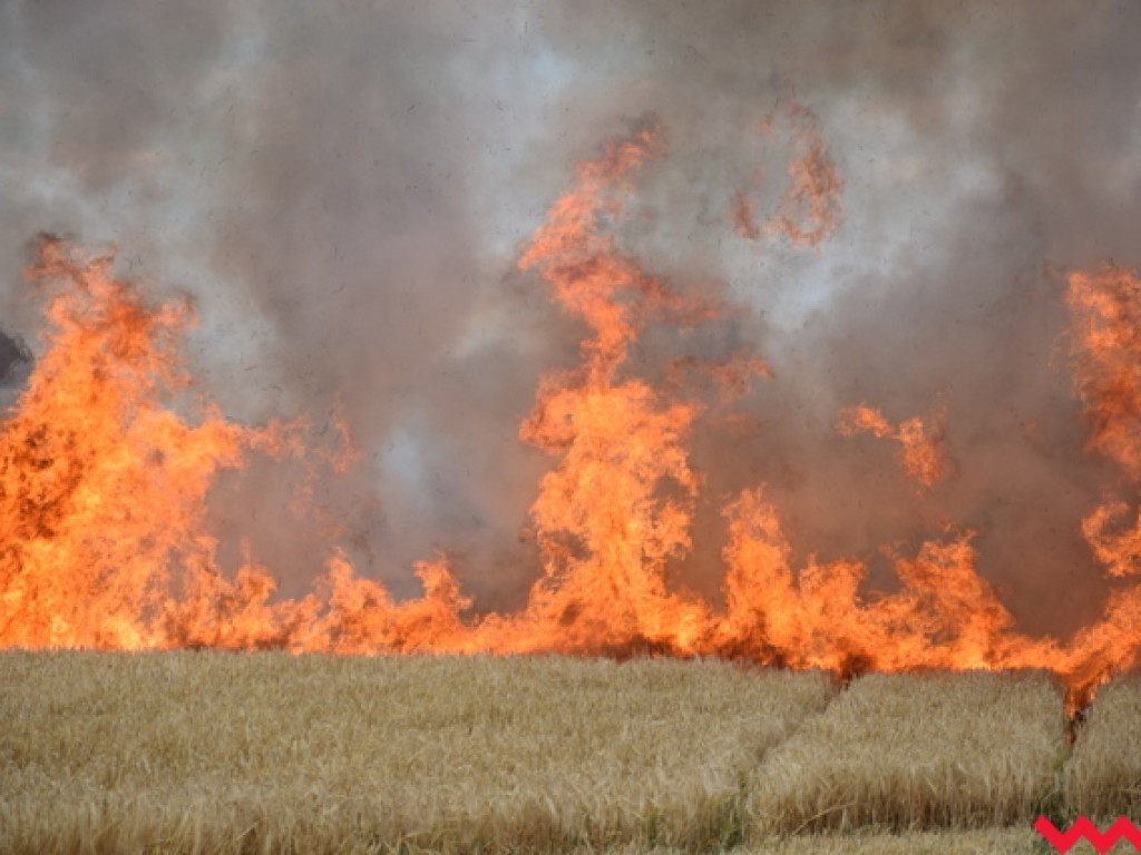 Przypadek czy podpalenie? Wielki pożar zboża na polu Agropolu w Kawęczynie