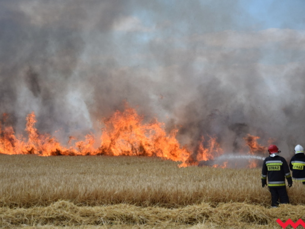 Przypadek czy podpalenie? Wielki pożar zboża na polu Agropolu w Kawęczynie