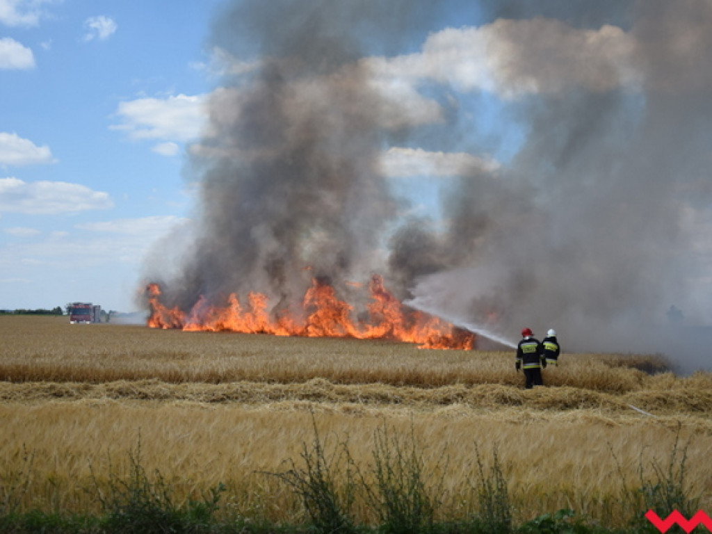 Przypadek czy podpalenie? Wielki pożar zboża na polu Agropolu w Kawęczynie