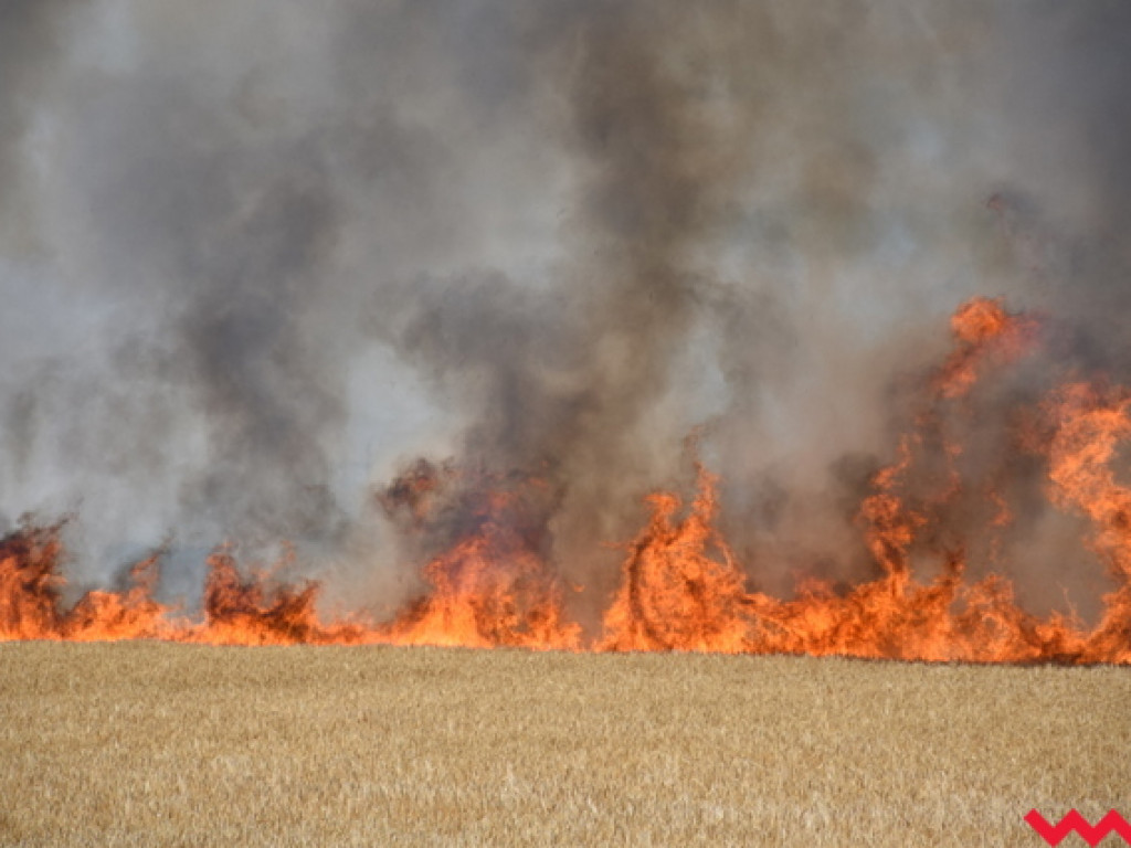 Przypadek czy podpalenie? Wielki pożar zboża na polu Agropolu w Kawęczynie