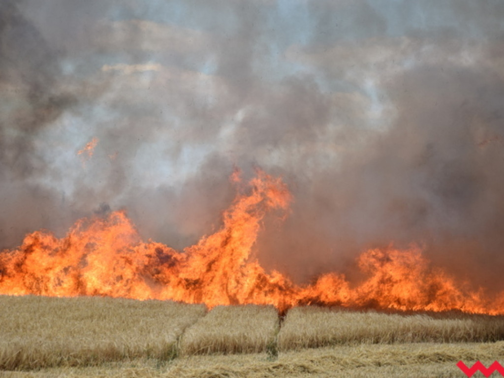 Przypadek czy podpalenie? Wielki pożar zboża na polu Agropolu w Kawęczynie