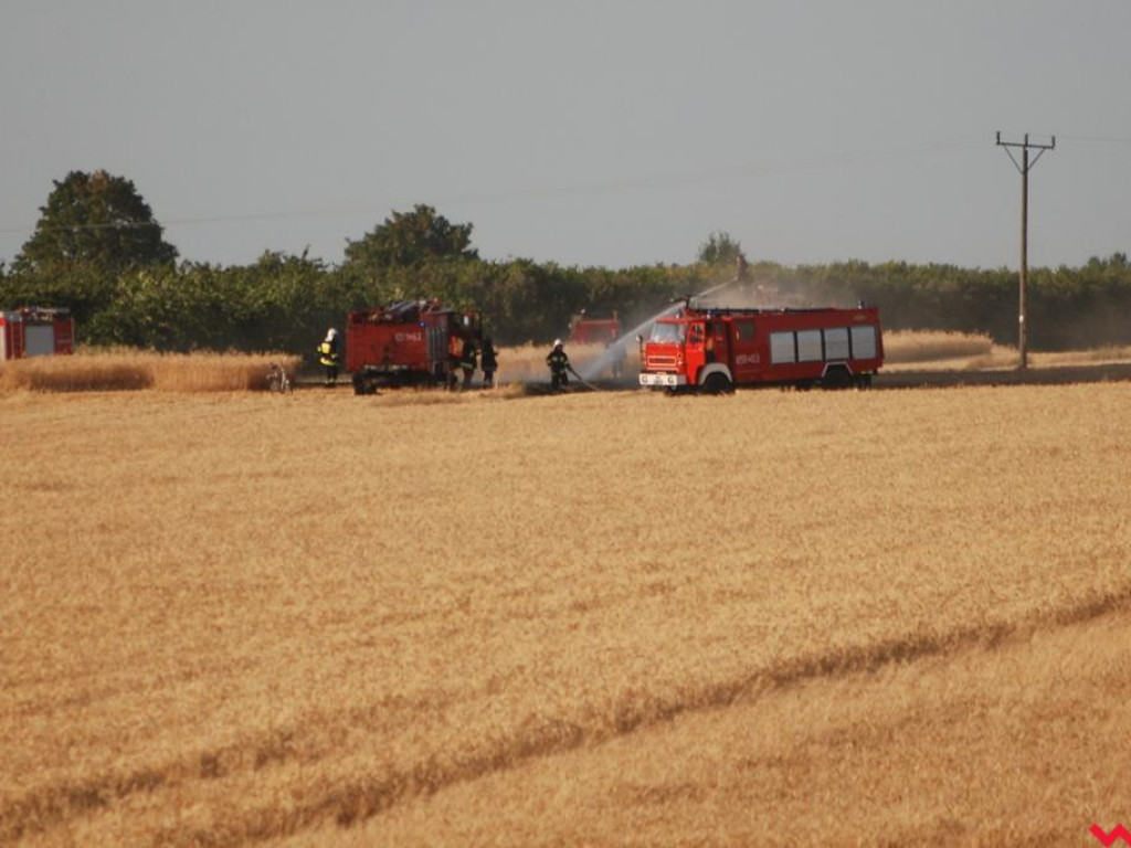Pożar zboża w Pyzdrach. Ogień gasiło 6 strażackich zastępów