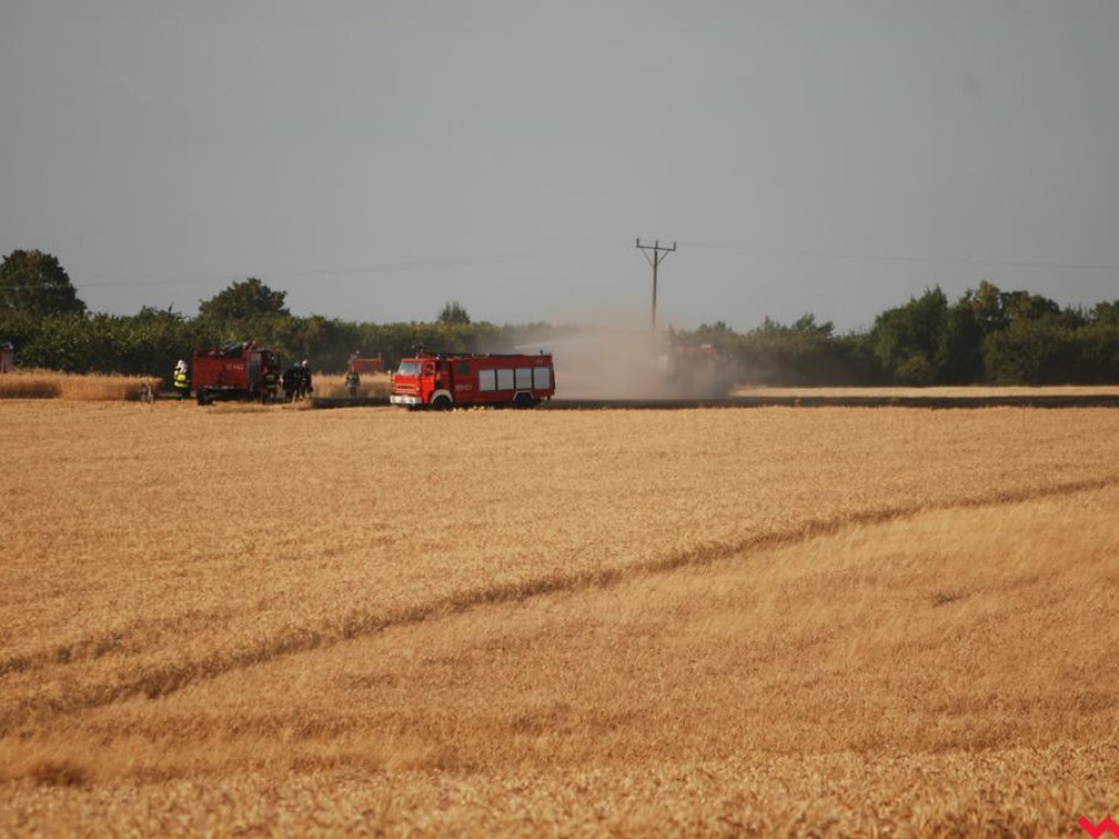 Pożar zboża w Pyzdrach. Ogień gasiło 6 strażackich zastępów