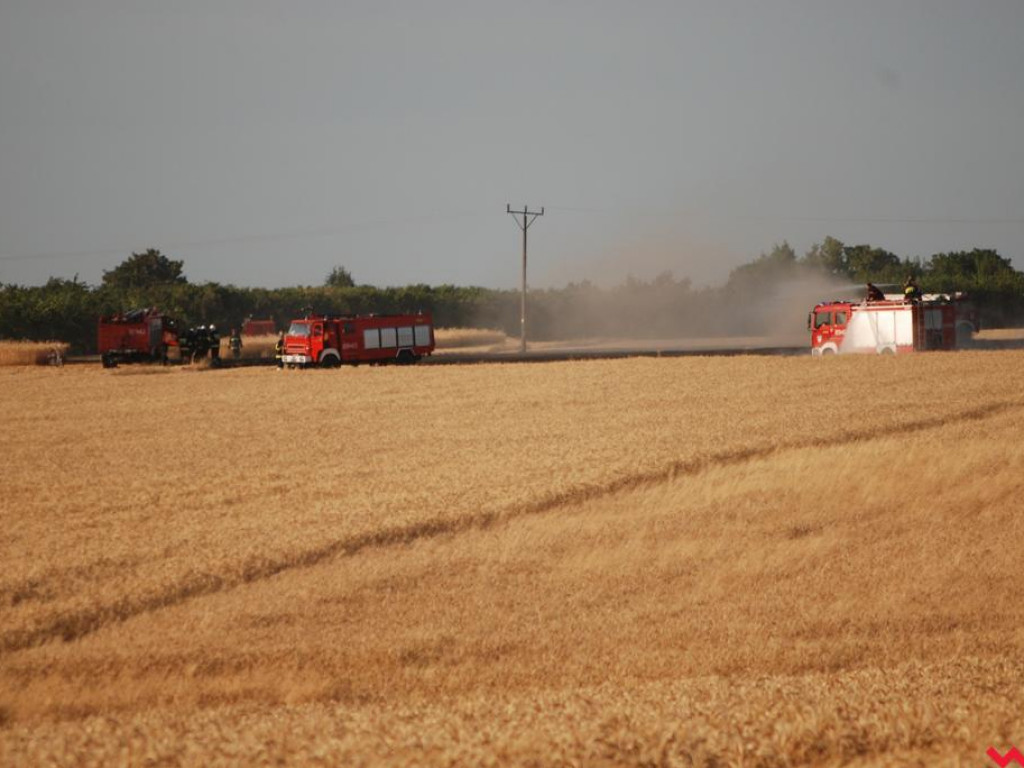 Pożar zboża w Pyzdrach. Ogień gasiło 6 strażackich zastępów